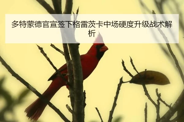 多特蒙德官宣签下格雷茨卡中场硬度升级战术解析